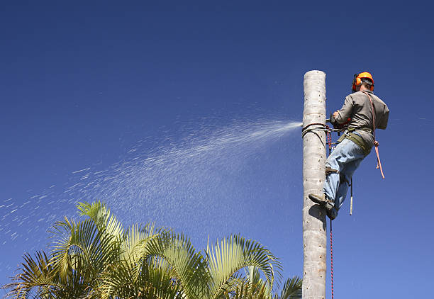 Professional Tree Services in Hayward, WI